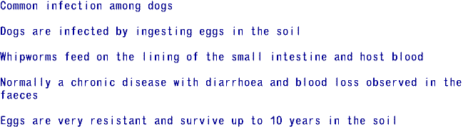 whipworm_info1